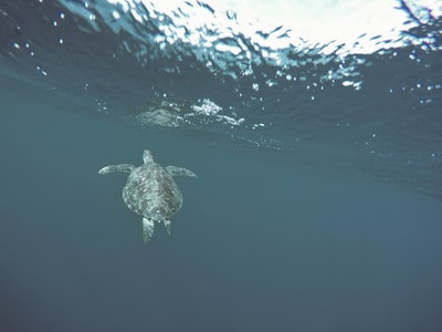 海龟下的水
